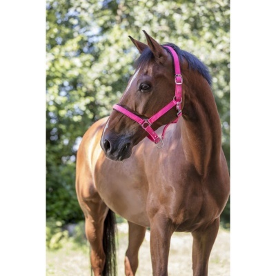 Cavalo castanho com peitoral rosa em ambiente exterior