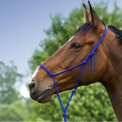 Cavalo castanho com cabresto azul em corda