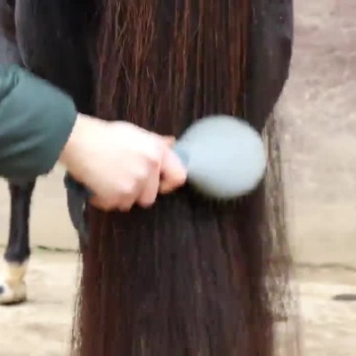 Aplicação de spray desembaraçante e escovagem da cauda de um cavalo preto.