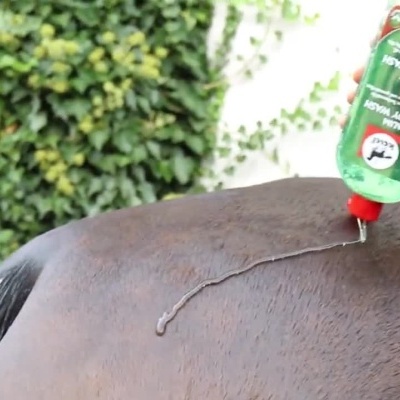 Pessoa lava as pernas e cascos de um cavalo com mangueira e gel de banho verde.