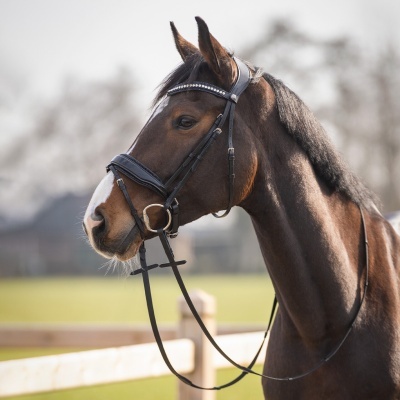 Cavalo castanho com cabresto de couro preto e cristais