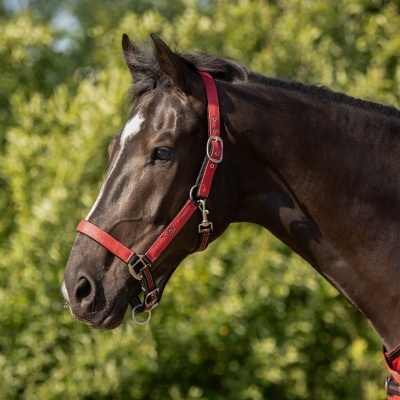 Cavalo castanho com cabresto vermelho ao ar livre