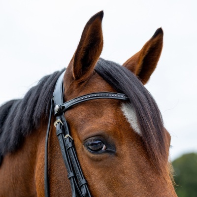 Cabeça de cavalo castanho com rédea preta e detalhes metálicos
