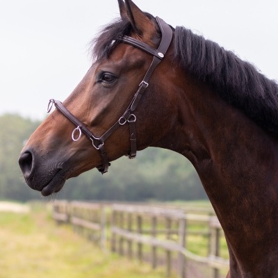 Cavalo castanho com peitoral de cabeça castanho em ambiente exterior rural
