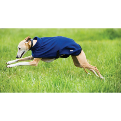 Cão com capa azul a correr em relva verde