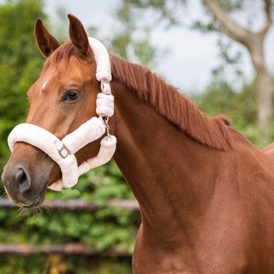 Cavalo castanho com cabeçada branca felpuda ao ar livre