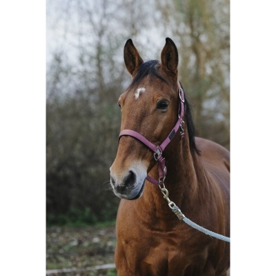 Cavalo castanho com cabresto roxo em ambiente exterior.