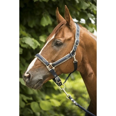 Cavalo castanho com cabresto azul escuro em ambiente natural