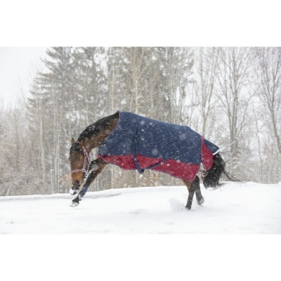 Cavalo com manta vermelha e azul no meio da neve