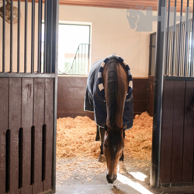 Cavalo castanho com manta azul dentro de estábulo com aparas de madeira no chão.