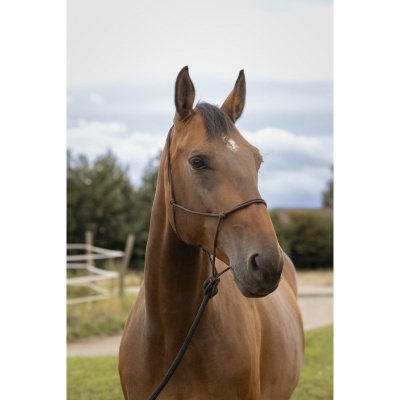 Cavalo castanho com cabresto preto ao ar livre