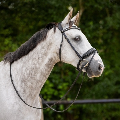 Cavalo cinzento com embocadura de couro preto ao ar livre