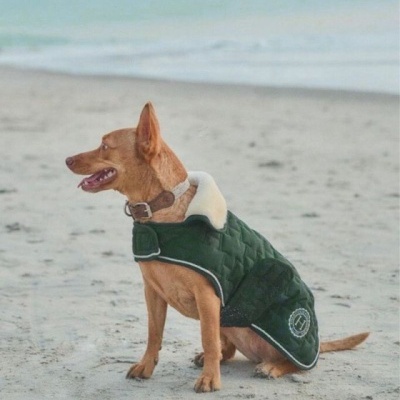 Cão pequeno com casaco verde escuro na praia