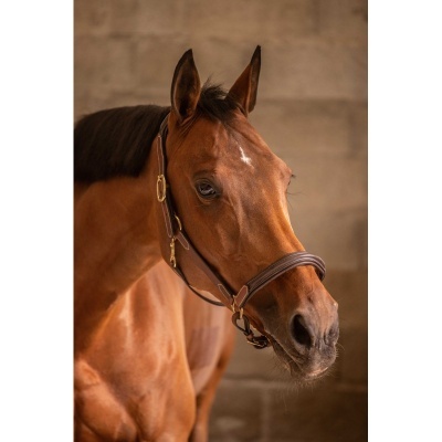 Cavalo castanho com cela de couro castanho e fivelas douradas