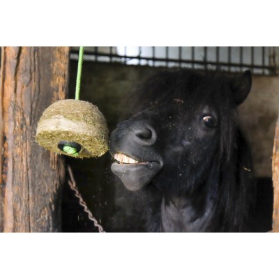 Cavalo preto no estábulo com brinquedo natural pendurado