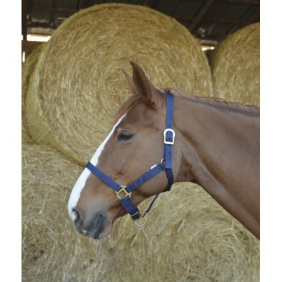 Perfil de cavalo com cabresto azul em frente a fardos de palha redondos