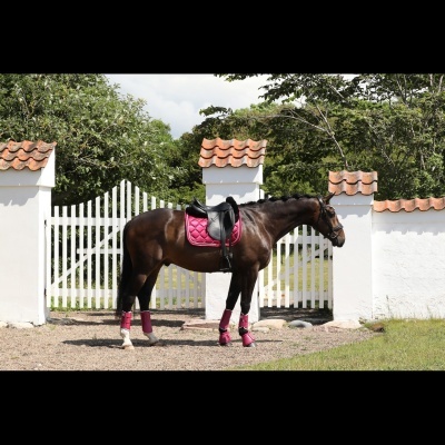 Cavalo castanho com sela preta e acessórios rosa junto a um portão branco