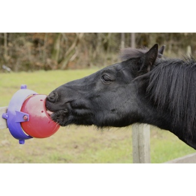 Cavalo preto a lamber bola de diversão vermelha e roxa