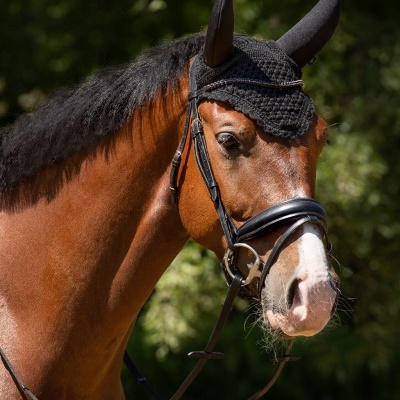 Cavalo castanho com bridão e touca preta de croché na cabeça em ambiente natural