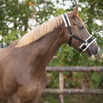 Cavalo castanho com cabresto preto e branco diante de cerca de madeira e árvores