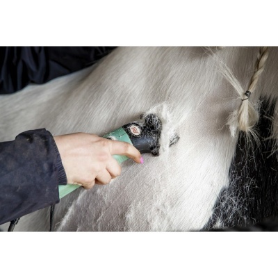 Pessoa a tosquiar cavalo branco com máquina de tosquia