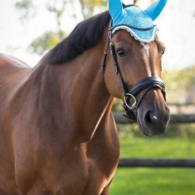 Cavalo castanho com touca azul e brida preta num campo verde