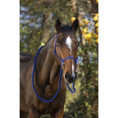 Cavalo castanho com cabresto azul em ambiente exterior
