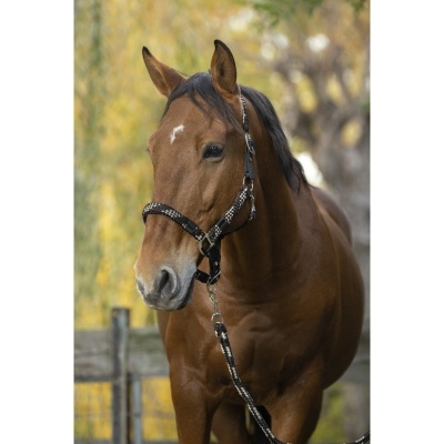 Cavalo castanho com peitoral preto e branco ao ar livre com cerca de madeira