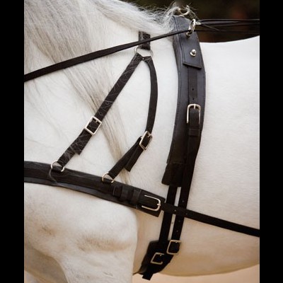 Cavalo branco com arreio de couro preto