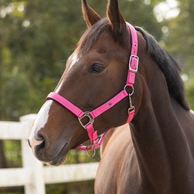 Cavalo com cabeçada rosa em ambiente exterior junto a cerca branca