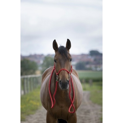 Cavalo castanho com cabresto vermelho na trilha