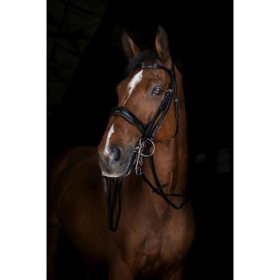 Cavalo castanho com cabresta de couro preto