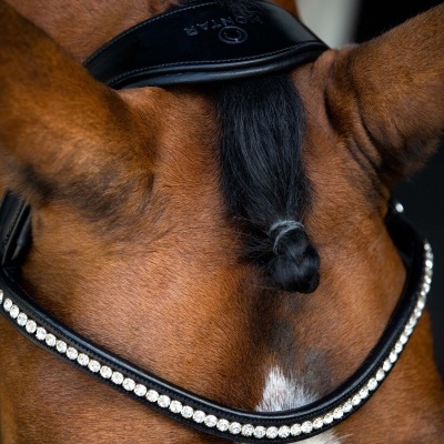 Cabeça de cavalo com peiteira de couro preto e pedras brilhantes