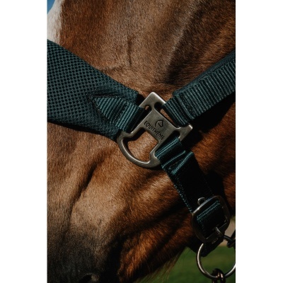 Cabresto verde escuro com fivela metálica EQUITHEME em cavalo castanho
