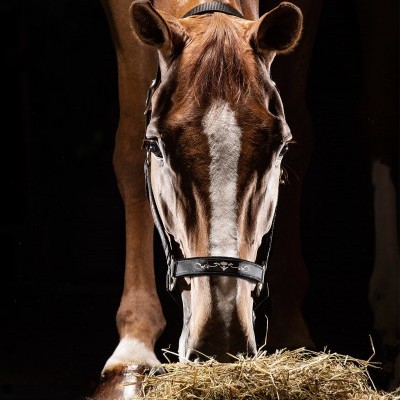 Cavalo castanho com cabresto a comer feno em fundo preto