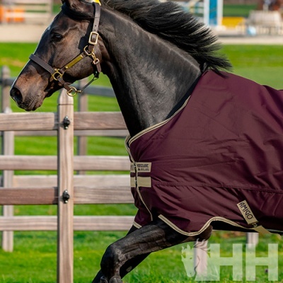 Cavalo castanho com manta bordeaux e cabresto castanho em relvado