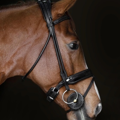 Cavalo castanho com cabresto de couro preto e embocadura metal