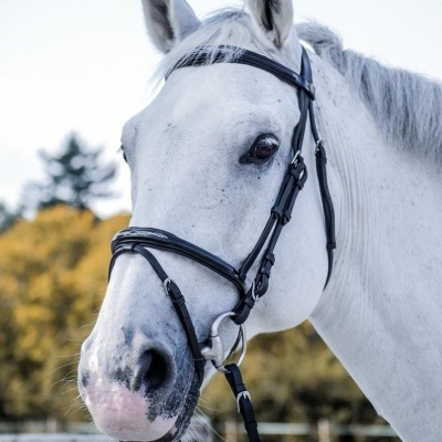 Cavalo branco com rédeas pretas e bridão ao ar livre