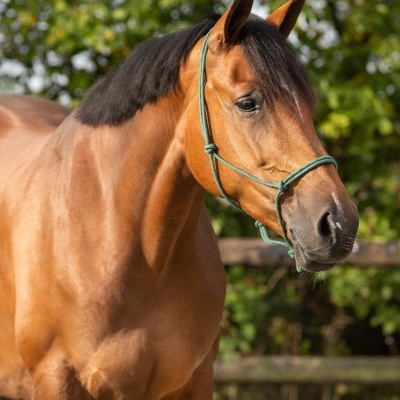 Cavalo castanho com cabresto verde ao ar livre