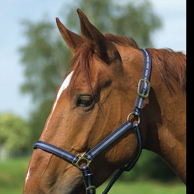 Cabeça de cavalo castanho com cabresto azul de risca preta
