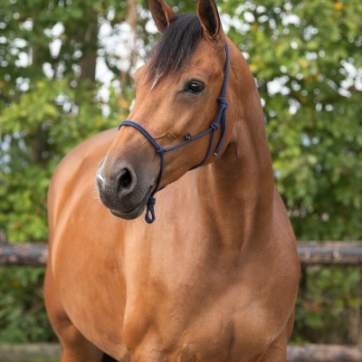 Cavalo castanho com peitoral azul escuro ao ar livre junto a cerca de madeira