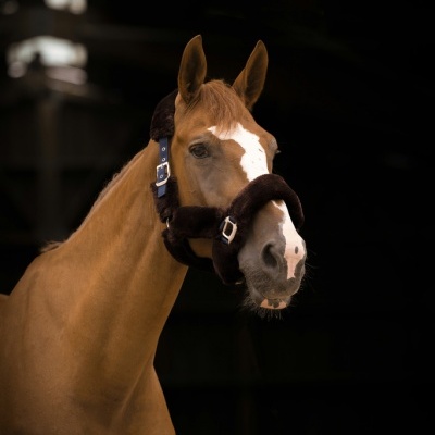 Cavalo castanho claro com cabeçada acolchoada preta numa área escura