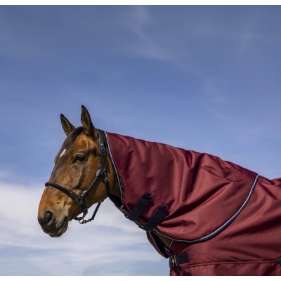 Cavalo castanho com manto vinho e detalhes em azul claro
