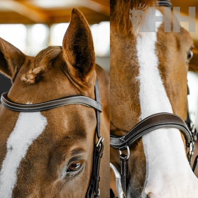 Cavalo com peitoral de couro castanho escuro e costura branca, com logo HH no fundo
