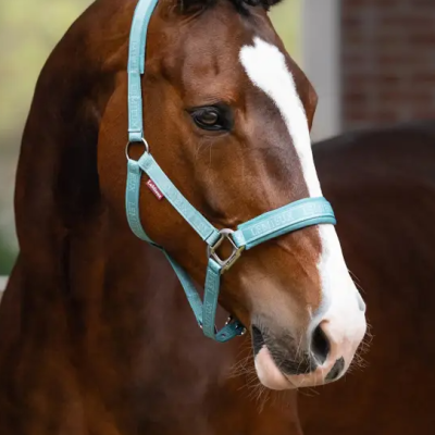 Cabresto azul claro em cabeça de cavalo castanho com listra branca, fundo desfocado com parede de tijolos