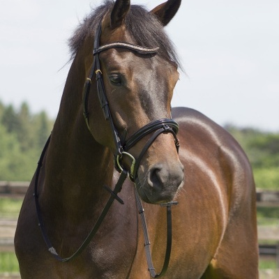 Cavalo castanho escuro com cabresto preto, em ambiente externo com cerca de madeira.