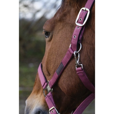 Cavalo castanho com peitoral de nylon roxo e fivelas metálicas prateadas