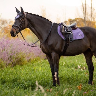 Cavalo preto com sela castanha e manta roxa no campo