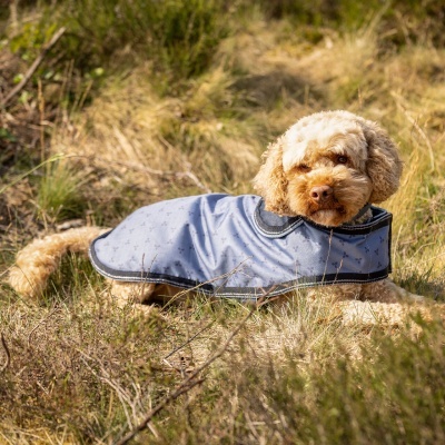 Cão com casaco azul claro de padrão floral deitado na relva seca ao ar livre