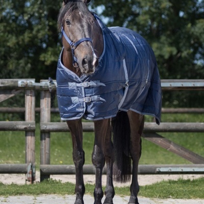 Cavalo com manta azul e arreio azul num cercado de madeira